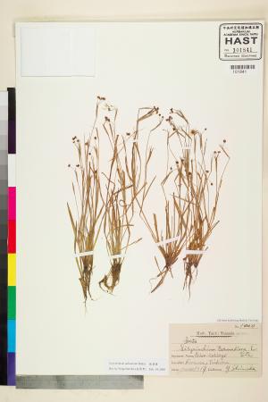 <a href="https://brmas.openmuseum.tw/muse/digi_object/f848c5fc0c1696eb64097a99415eb3d0" target="_blank">庭菖蒲／中央研究院生物多樣性研究博物館植物標本館 (HAST)</a>
