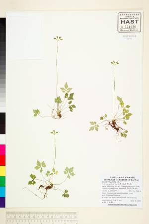 <a href="https://brmas.openmuseum.tw/muse/digi_object/f857532ca1c33d2b8a6fcc365600bd3d" target="_blank">五葉黃連(台灣黃連)／中央研究院生物多樣性研究博物館植物標本館 (HAST)</a>