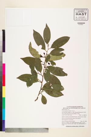 <a href="https://brmas.openmuseum.tw/muse/digi_object/f8594dba80d96d9c99d4093b5722b4d0" target="_blank">紅淡比／中央研究院生物多樣性研究博物館植物標本館 (HAST)</a>