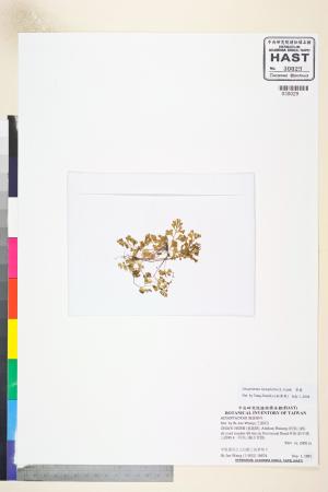<a href="https://brmas.openmuseum.tw/muse/digi_object/f8917355dddee93a1ce1330ea63caab8" target="_blank">翠蕨／中央研究院生物多樣性研究博物館植物標本館 (HAST)</a>