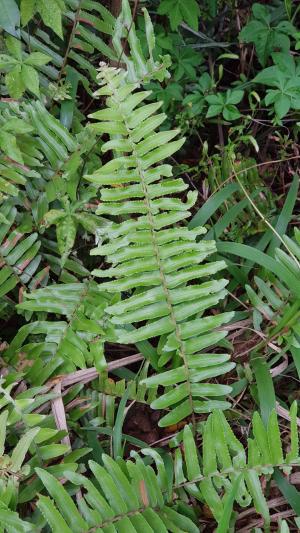 <a href="https://taieol.tw/muse/digi_object/cd87eba95ca2eddeef0b661cf320f0ad" target="_blank">毛葉腎蕨／By：dayacat／iNaturalist</a>