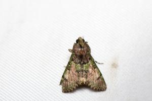 <a href="https://taieol.tw/muse/digi_object/eb8d6c6f2b42ba9e9b7ad00b789a28d6" target="_blank">Teliphasa nubilosa／By：papilioshih／iNaturalist</a>
