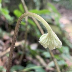 <a href="https://taieol.tw/muse/digi_object/ae67b099083bee64c54206aa74c2af52" target="_blank">雙扇蕨／By：bunnytailgrass／iNaturalist</a>
