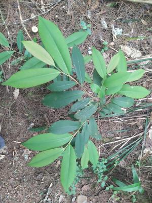 <a href="https://taieol.tw/muse/digi_object/839b2b5b0911eb0effb57b681925da13" target="_blank">臺灣楊桐／By：naturalist4949／iNaturalist</a>