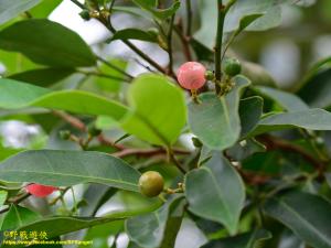 <a href="https://taieol.tw/muse/digi_object/f96987f582c219c8f5feeaa2b695abfd" target="_blank">山桔／By：kinmatsu／iNaturalist</a>