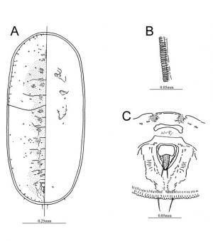 Vasdavidius concursus  (Ko, 1998)