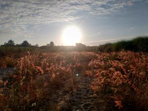 <a href="https://taieol.tw/muse/digi_object/6257def812e61a38eaa6cf0d57e7118c" target="_blank">紅毛草／By：chiehliangchen／iNaturalist</a>