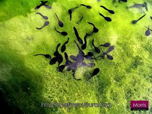 <a href="https://taieol.tw/muse/digi_object/f39a1ce99dce5586f45a47f89822ec17" target="_blank">莫氏樹蛙／By：Morris／臺灣物種名錄(TaiCOL)</a>
