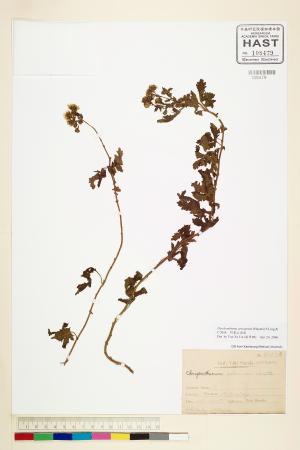 <a href="https://brmas.openmuseum.tw/muse/digi_object/f8f7db98171143c194cd0f577fc6f644" target="_blank">阿里山油菊／中央研究院生物多樣性研究博物館植物標本館 (HAST)</a>