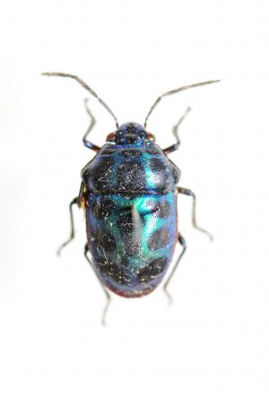 琉璃星盾椿象 Chrysocoris stollii