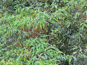 <a href="https://taieol.tw/muse/digi_object/be843a6955e565d2019f18715f0f4837" target="_blank">水麻／By：kinmatsu／iNaturalist</a>