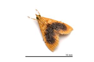 <a href="https://taieol.tw/muse/digi_object/a515918fe83ca7585d036f09221dc6e7" target="_blank">Mabra eryxalis／By：吳士緯／吳士緯</a>