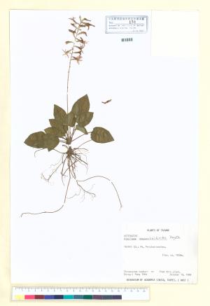 <a href="https://brmas.openmuseum.tw/muse/digi_object/f93230c0487d23a9eccb539f4842945a" target="_blank">阿里山鬼督郵／中央研究院生物多樣性研究博物館植物標本館 (HAST)</a>