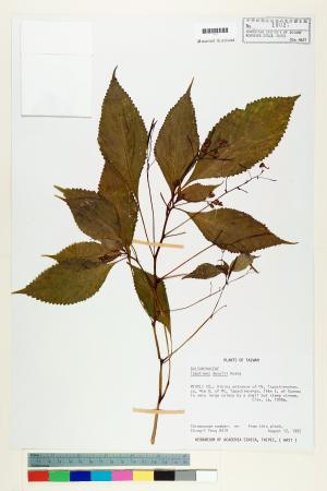 <a href="https://brmas.openmuseum.tw/muse/digi_object/f935d0b37662af60299eab5b5f17a241" target="_blank">棣慕華鳳仙花／中央研究院生物多樣性研究博物館植物標本館 (HAST)</a>