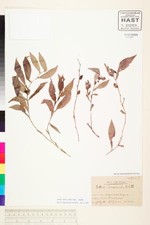 <a href="https://brmas.openmuseum.tw/muse/digi_object/f944a9028267070f6896a57557609cd5" target="_blank">柚葉藤／中央研究院生物多樣性研究博物館植物標本館 (HAST)</a>