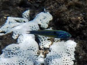 <a href="https://taieol.tw/muse/digi_object/24462540c071e6c65899868fe7c06bca" target="_blank">五帶錦魚／By：langzi／iNaturalist</a>
