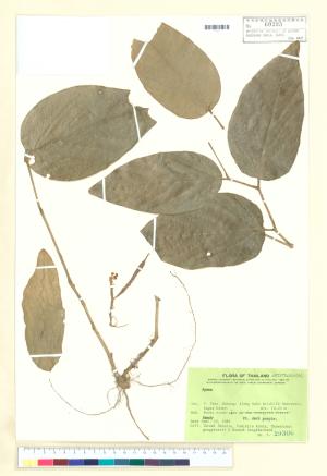 <a href="https://brmas.openmuseum.tw/muse/digi_object/f960018d2f56953eb48cd2e2caf3036c" target="_blank">Apamea／中央研究院生物多樣性研究博物館植物標本館 (HAST)</a>