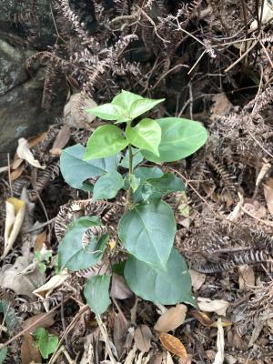 <a href="https://taieol.tw/muse/digi_object/1c88f94b51ccaec1f4edd248fd6cd79e" target="_blank">九重葛／By：huanghuai／iNaturalist</a>