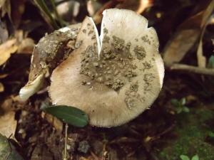 Amanita porphyria(褐雲斑鵝膏)