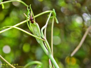 <a href="https://taieol.tw/muse/digi_object/63d988b67dad1b9220fd62d03154219e" target="_blank">三輪氏長頸金花蟲／By：kinmatsu／iNaturalist</a>