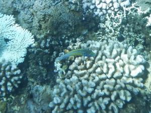 <a href="https://taieol.tw/muse/digi_object/bc0c19edc12c9d5d92a277d615c7a472" target="_blank">五帶錦魚／By：langzi／iNaturalist</a>