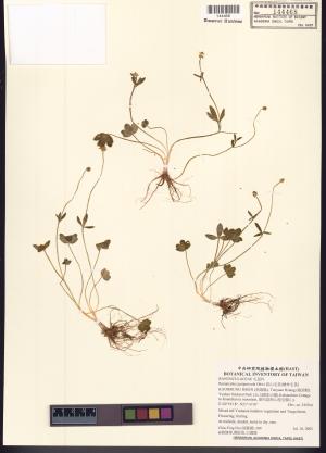 <a href="https://brmas.openmuseum.tw/muse/digi_object/f9b469ea701186a95ecea415beb35b99" target="_blank">高山毛莨(檜林毛莨)／中央研究院生物多樣性研究博物館植物標本館 (HAST)</a>