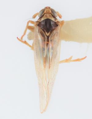 <a href="https://taieol.tw/muse/digi_object/708c03689fb54177909f213c0b8cbc3a" target="_blank">Laodelphax striatellus／By：林佑昇／林佑昇</a>