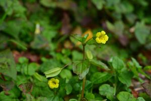 <a href="https://taieol.tw/muse/digi_object/47ff95f946edfc189550661e27d27a87" target="_blank">Erythranthe nepalensis／By：jodyhsieh／iNaturalist</a>