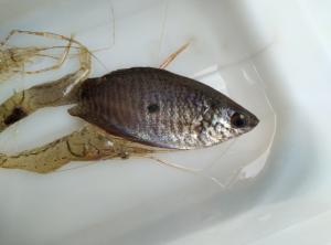 <a href="https://taieol.tw/muse/digi_object/9fb254182df62e75d423bc7a28da3cfd" target="_blank">絲鰭毛足鬥魚／By：hsincandy／iNaturalist</a>