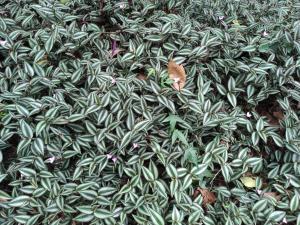 <a href="https://taieol.tw/muse/digi_object/fed838ea33ff2e2aedfeab648f59239f" target="_blank">吊竹草／By：chiehliangchen／iNaturalist</a>