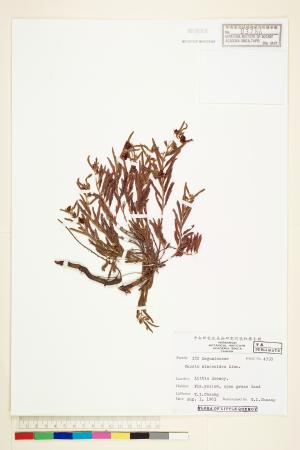 <a href="https://brmas.openmuseum.tw/muse/digi_object/f9dc3ff28615cb22a5c68ed725bdf02d" target="_blank">假含羞草(山扁豆)／中央研究院生物多樣性研究博物館植物標本館 (HAST)</a>