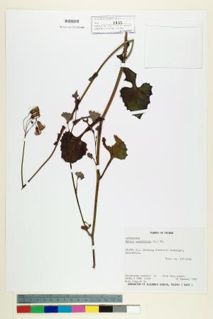 <a href="https://brmas.openmuseum.tw/muse/digi_object/f9df5b1d1671c8ca1bbf2cb8ecf69d0b" target="_blank">一點紅／中央研究院生物多樣性研究博物館植物標本館 (HAST)</a>