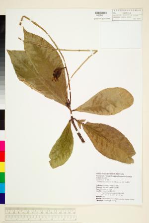 <a href="https://brmas.openmuseum.tw/muse/digi_object/f9f7dfb67cea9c8f17bdd28d5e2406e4" target="_blank">水茄苳／中央研究院生物多樣性研究博物館植物標本館 (HAST)</a>