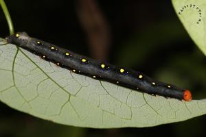 <a href="https://taieol.tw/muse/digi_object/cc186a2e0143fa977d08acd9e09c34d4" target="_blank">Calyptra minuticornis bisacutum／By：馬承漢／臺灣物種名錄(TaiCOL)</a>