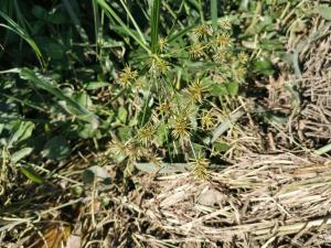 <a href="https://taieol.tw/muse/digi_object/95eb4de20348321e4cde0d65ec421199" target="_blank">Cyperus cyperoides／By：enkn／iNaturalist</a>