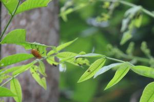 <a href="https://taieol.tw/muse/digi_object/b49cda7122d560d621a40640f5d080db" target="_blank">大黃葉蚤／By：naturalist6455／iNaturalist</a>