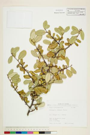 <a href="https://brmas.openmuseum.tw/muse/digi_object/fa64e53c1b8666995d5ed45117dd4fe3" target="_blank">椬梧／中央研究院生物多樣性研究博物館植物標本館 (HAST)</a>