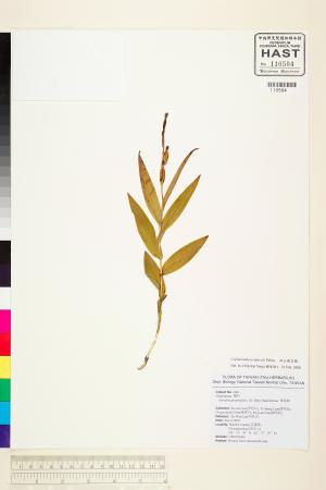 <a href="https://brmas.openmuseum.tw/muse/digi_object/fa7718f37fdca4d2f70c76feebb9f9d7" target="_blank">高山頭蕊蘭／中央研究院生物多樣性研究博物館植物標本館 (HAST)</a>