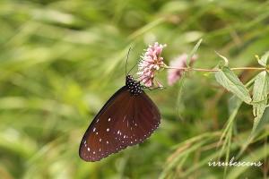 <a href="https://taieol.tw/muse/digi_object/66685941a34b98ca62068eb36e6a7aca" target="_blank">異紋紫斑蝶／By：台灣蝴蝶保育學會／台灣蝴蝶保育學會</a>