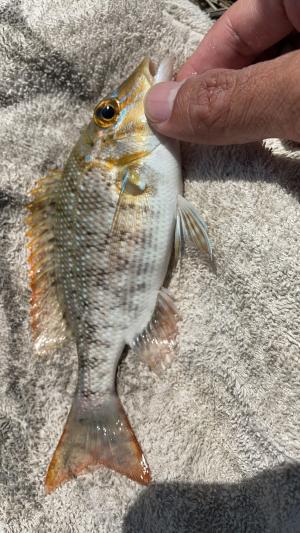 <a href="https://taieol.tw/muse/digi_object/59845b2a0ad743a2dccfab074fbe6374" target="_blank">青嘴龍占魚／By：hsiang／iNaturalist</a>