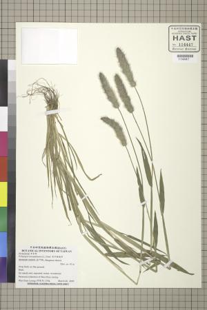 <a href="https://brmas.openmuseum.tw/muse/digi_object/fa89683e6073582cc06f053c3d2f80d8" target="_blank">長芒棒頭草／中央研究院生物多樣性研究博物館植物標本館 (HAST)</a>