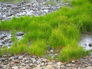 <a href="https://taieol.tw/muse/digi_object/37c1b538617bb49eca08f7d73c56b0f8" target="_blank">扁稈藨草／By：leaf0605／iNaturalist</a>