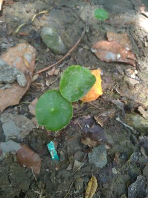 <a href="https://taieol.tw/muse/digi_object/9c6634fd6cebdb446bcc68eda42b894a" target="_blank">銅錢草／By：mkwu／iNaturalist</a>