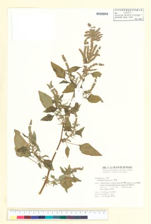 <a href="https://brmas.openmuseum.tw/muse/digi_object/fab87c107189ff58979960bcd63506ea" target="_blank">刺莧／中央研究院生物多樣性研究博物館植物標本館 (HAST)</a>
