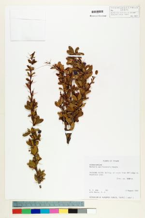 <a href="https://brmas.openmuseum.tw/muse/digi_object/fac4e2afa4835b57bb282a264a3d7c13" target="_blank">玉山小檗／中央研究院生物多樣性研究博物館植物標本館 (HAST)</a>