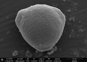 <a href="https://ntm-naturearchive.openmuseum.tw/muse/digi_object/3536c1ea0e81852e864405cd8c12f31b" target="_blank">木麻黃／國立臺灣博物館</a>