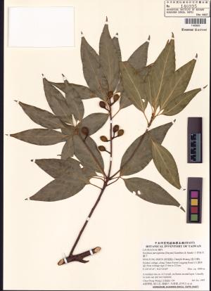 <a href="https://brmas.openmuseum.tw/muse/digi_object/faef37089824b9c1cfa2eff530cba044" target="_blank">小芽新木薑子／中央研究院生物多樣性研究博物館植物標本館 (HAST)</a>