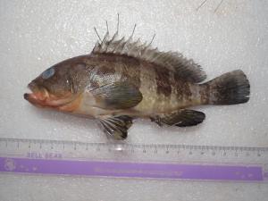 <a href="https://taieol.tw/muse/digi_object/4b1a4248b2affdc0868335f16826da7b" target="_blank">青石斑魚／By：sdyaung／iNaturalist</a>