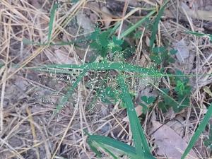<a href="https://taieol.tw/muse/digi_object/2fcc76cc5651e98356f3be0a620edb4f" target="_blank">Eragrostis tenella／By：naturalist5923／iNaturalist</a>