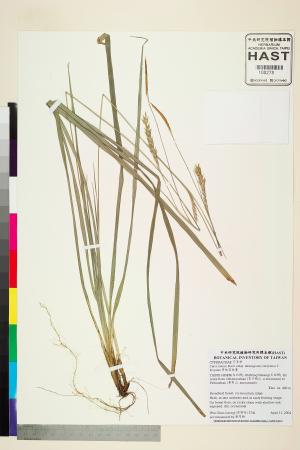 <a href="https://brmas.openmuseum.tw/muse/digi_object/fb3e0844c261d1e92c478bdba99e6d00" target="_blank">夢佳宿柱薹／中央研究院生物多樣性研究博物館植物標本館 (HAST)</a>
